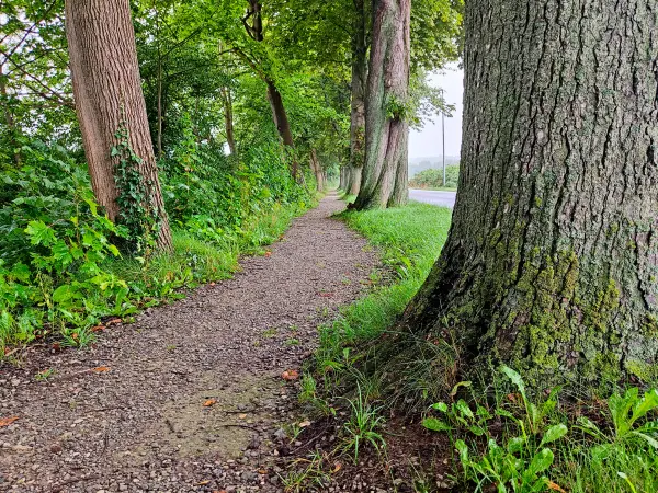 202308180-09 - Allee bei Wennigsen, Weserbergland, Niedersachsen, Deutschland