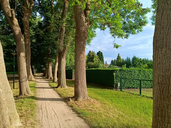 202606060-49 - Allee bei Wesenberg, Mecklenburgische Seenplatte, Mecklenburg-Vorpommern, Deutschland