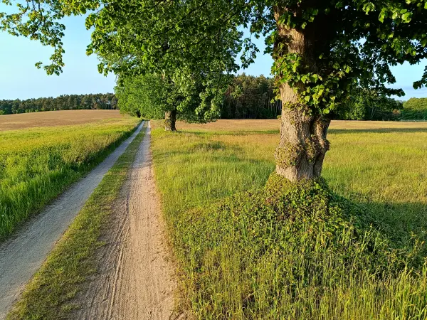 202505130-45 - Allee im Müritz-Nationalpark bei Dambeck, Mecklenburgische Seenplatte, Mecklenburg-Vorpommern, Deutschland