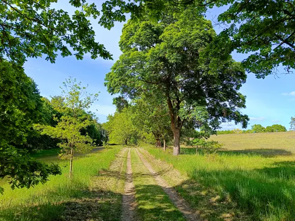 202505130-11 - Allee im Müritz-Nationalpark bei Kratzeburg, Mecklenburgische Seenplatte, Mecklenburg-Vorpommern, Deutschland