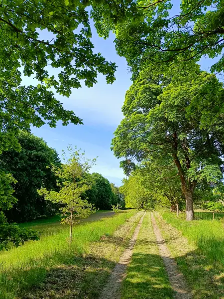 202505130-12 - Allee im Müritz-Nationalpark bei Kratzeburg, Mecklenburgische Seenplatte, Mecklenburg-Vorpommern, Deutschland