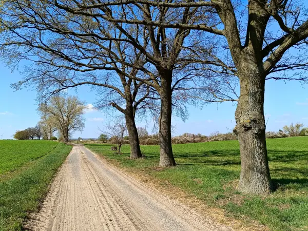 202604150-13 - Allee nach Reitwein, Seenland Oder-Spree, Brandenburg, Deutschland
