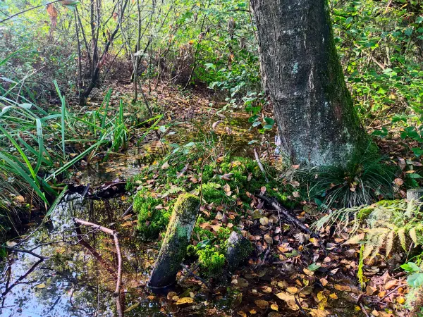 202309240-19 - Alster in der Oberalsterniederung bei Rhen, Schleswig-Holstein, Deutschland