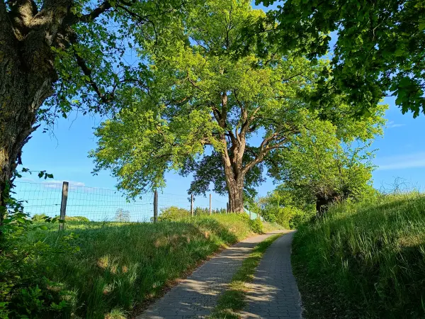 202505130-24 - Alte Allee bei Pieversdorf, Mecklenburgische Seenplatte, Mecklenburg-Vorpommern, Deutschland