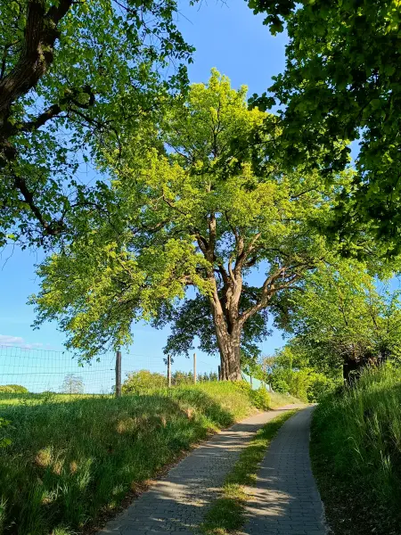 202505130-25 - Alte Allee bei Pieversdorf, Mecklenburgische Seenplatte, Mecklenburg-Vorpommern, Deutschland