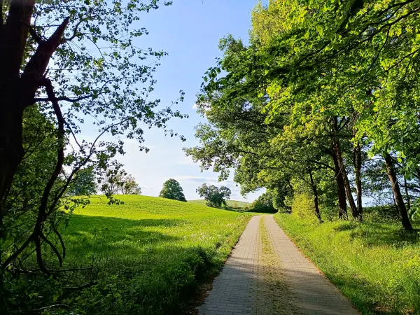 202505130-27 - Alte Allee bei Pieversdorf, Mecklenburgische Seenplatte, Mecklenburg-Vorpommern, Deutschland