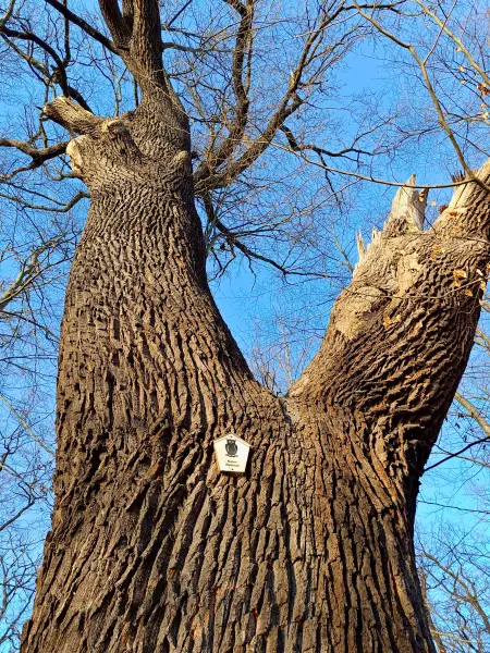 202603020-26 - Alte Eiche am Großen Plessower See bei Kemnitz, Havelland, Brandenburg, Deutschland