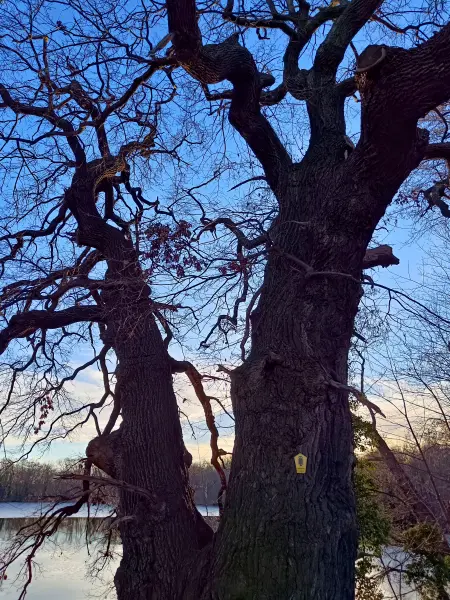 202603020-27 - Alte Eiche am Großen Plessower See bei Kemnitz, Havelland, Brandenburg, Deutschland