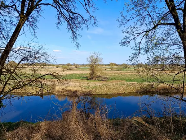 202604150-37 - Alte Oder bei Lebus, Seenland Oder-Spree, Brandenburg, Deutschland