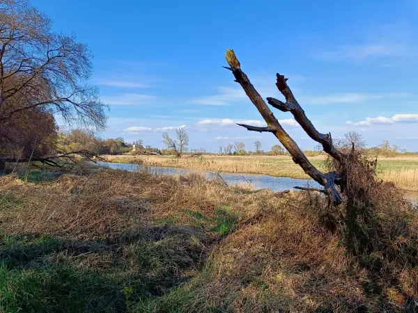 202604150-38 - Alte Oder bei Lebus, Seenland Oder-Spree, Brandenburg, Deutschland