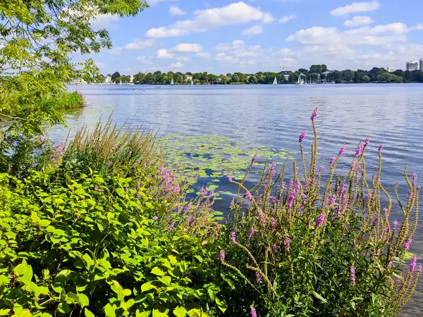 202308200-52 - Außenalster, Hamburg, Deutschland