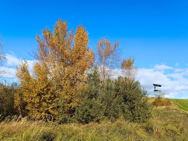 202510180-15 - Aussichtsturm am Tiefwarensee bei Amsee, Mecklenburgische Seenplatte, Mecklenburg-Vorpommern, Deutschland
