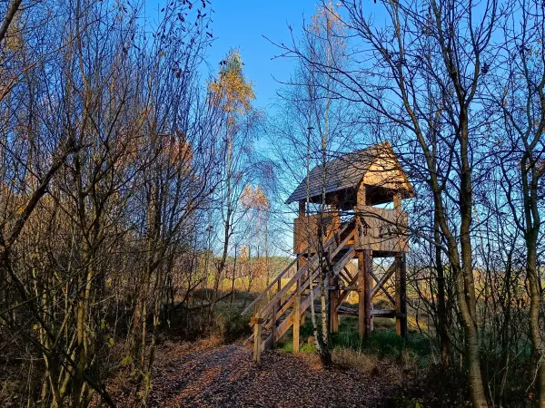 202511070-06 - Aussichtsturm im Müritz-Nationalpark bei Serrahn, Mecklenburgische Seenplatte, Mecklenburg-Vorpommern, Deutschland