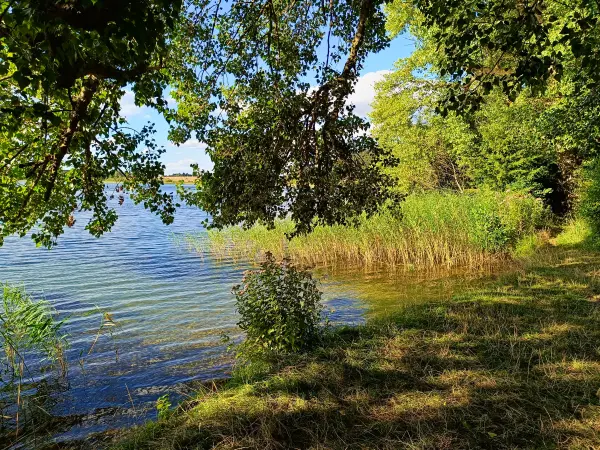 202508200-28 - Badestelle am Feisnecksee im Müritz-Nationalpark, Mecklenburgische Seenplatte, Mecklenburg-Vorpommern, Deutschland