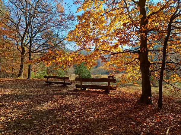202511070-03 - Bänke im Müritz-Nationalpark bei Serrahn, Mecklenburgische Seenplatte, Mecklenburg-Vorpommern, Deutschland