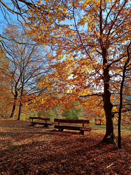 202511070-04 - Bänke im Müritz-Nationalpark bei Serrahn, Mecklenburgische Seenplatte, Mecklenburg-Vorpommern, Deutschland