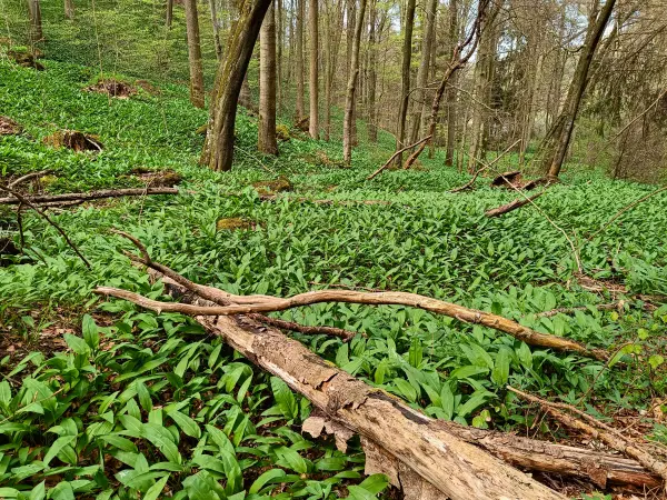 202604270-17 - Bärlauch im Wald bei Nettersheim, Eifel, Nordrhein-Westfalen, Deutschland
