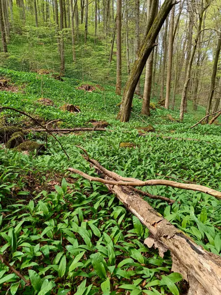 202604270-18 - Bärlauch im Wald bei Nettersheim, Eifel, Nordrhein-Westfalen, Deutschland