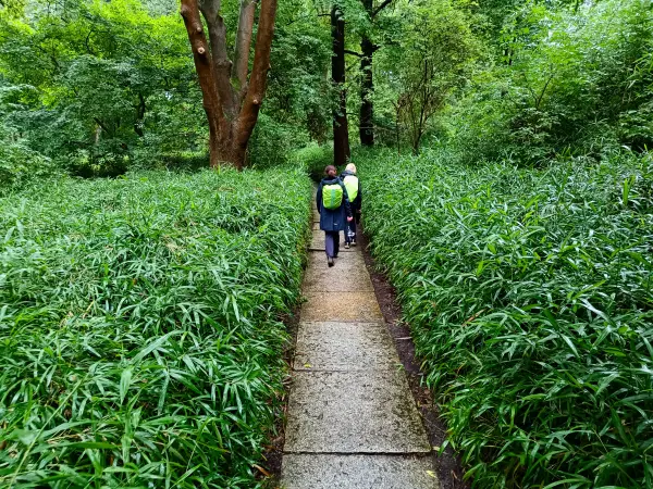 202507230-17 - Bambusweg im Tiergarten, Berlin, Deutschland