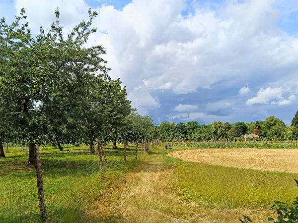 202506070-07 - Bauerngarten im Botanischen Volkspark Pankow, Berlin, Deutschland