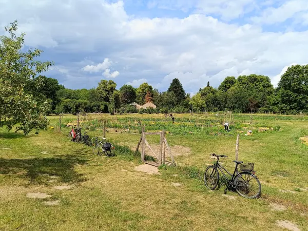 202506070-08 - Bauerngarten im Botanischen Volkspark Pankow, Berlin, Deutschland