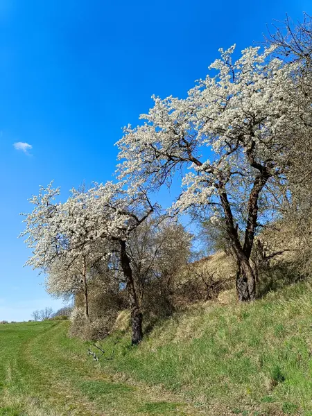 202604150-29 - Baumblüte bei Lebus, Seenland Oder-Spree, Brandenburg, Deutschland