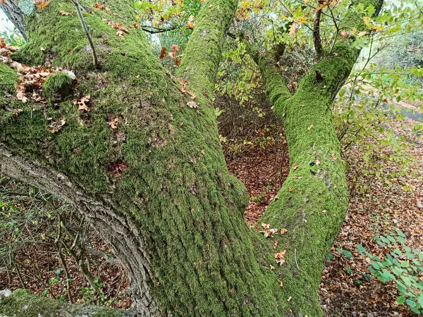 202510210-28 - Bemooster Baumstamm im Lindetal bei Burg Stargard, Mecklenburgische Seenplatte, Mecklenburg-Vorpommern, Deutschland
