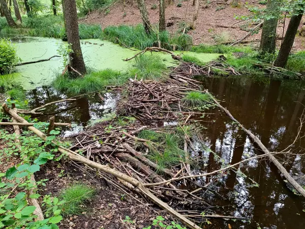 202508020-32 - Biberdamm bei Waldsieversdorf, Märkische Schweiz, Seenland Oder-Spree, Brandenburg, Deutschland