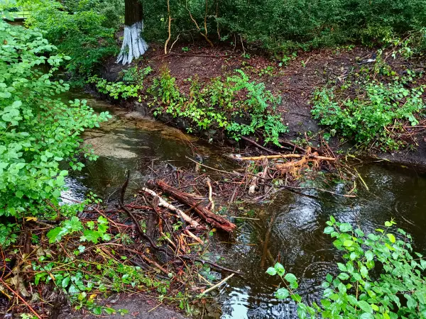 202507230-03 - Biberdamm im Tiergarten, Berlin, Deutschland