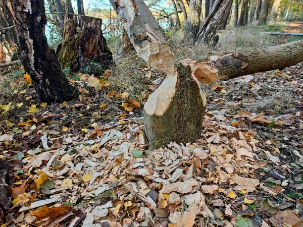 202311130-34 - Biberspuren an der Großen Krampe bei Müggelheim, Berlin, Deutschland