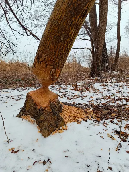 202602070-18 - Biberspuren an der Havel bei Sacrow, Potsdam, Brandenburg, Deutschland