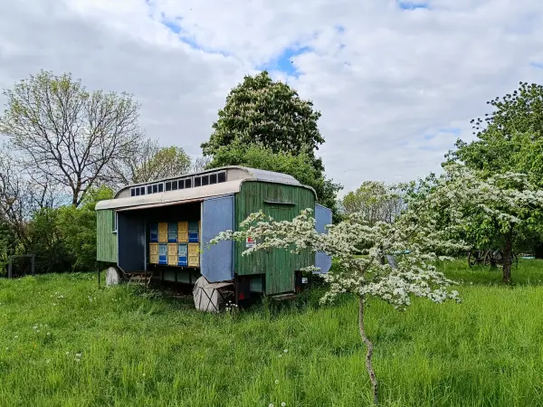 202605090-29 - Bienenwagen in Louisenhof, Uckermark, Brandenburg, Deutschland
