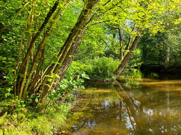 202309230-17 - Bille bei Wohltorf, Herzogtum Lauenburg und Stormarn, Schleswig-Holstein, Deutschland