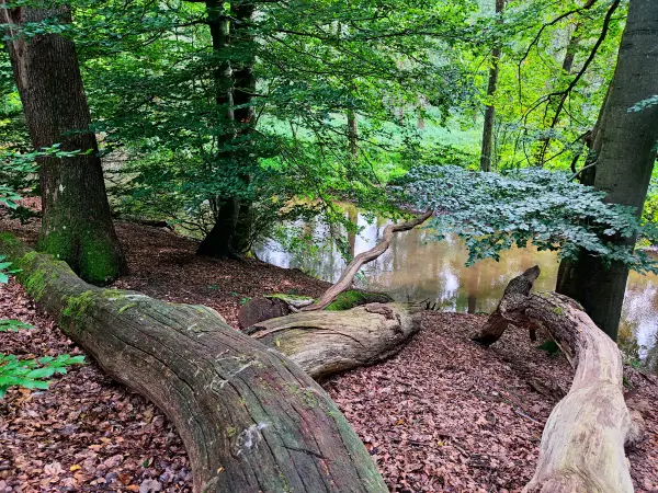 202309230-21 - Bille bei Wohltorf, Herzogtum Lauenburg und Stormarn, Schleswig-Holstein, Deutschland