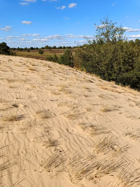 202508180-18 - Binnendüne im Wildnisgebiet Jüterbog bei Luckenwalde, Fläming, Brandenburg, Deutschland
