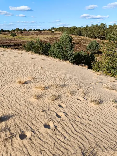 202508180-19 - Binnendüne im Wildnisgebiet Jüterbog bei Luckenwalde, Fläming, Brandenburg, Deutschland