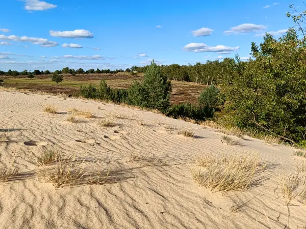 202508180-20 - Binnendüne im Wildnisgebiet Jüterbog bei Luckenwalde, Fläming, Brandenburg, Deutschland