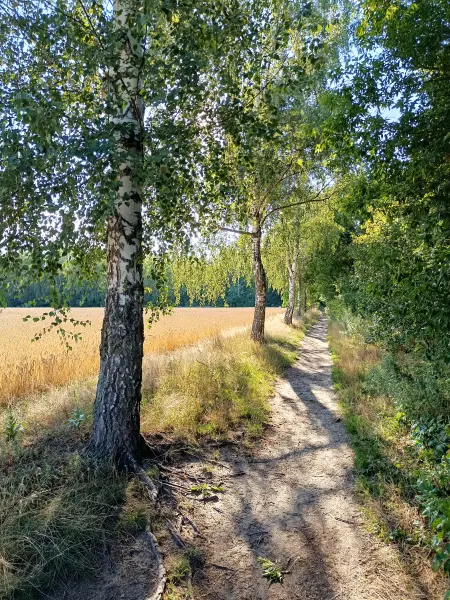 202607280-05 - Birkenallee bei Großziethen, Fläming, Brandenburg, Deutschland