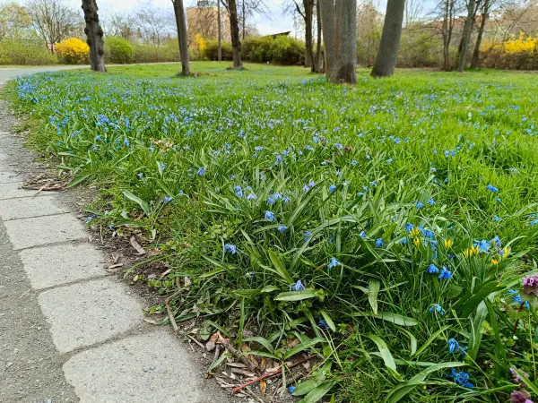 202604040-06 - Blausterne in Tempelhof, Berlin, Deutschland