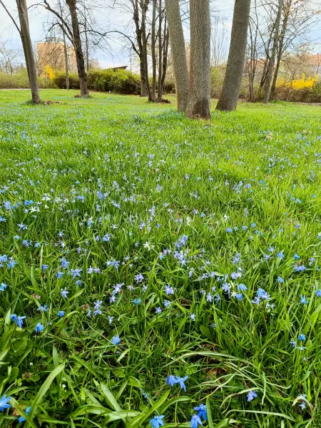 202604040-07 - Blausterne in Tempelhof, Berlin, Deutschland
