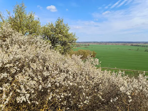 202604150-20 - Blick in das Oderbruch bei Wuhden, Seenland Oder-Spree, Brandenburg, Deutschland