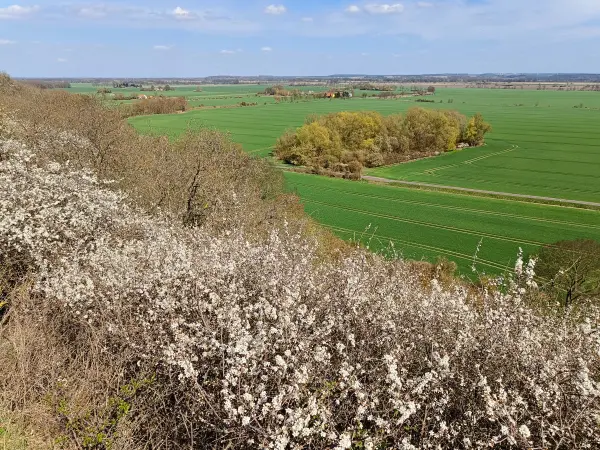 202604150-21 - Blick in das Oderbruch bei Wuhden, Seenland Oder-Spree, Brandenburg, Deutschland