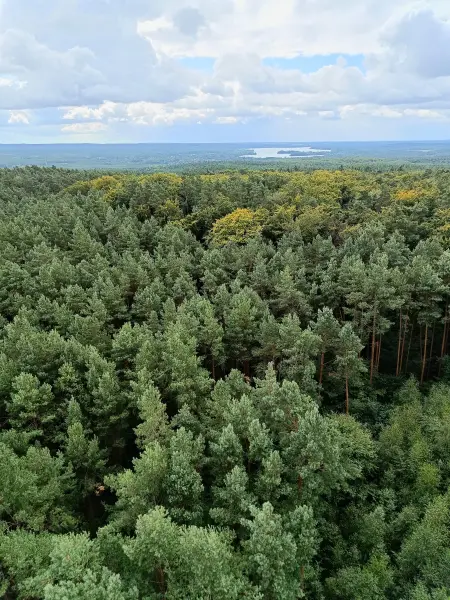202508230-09 - Blick vom Aussichtsturm in den Rauener Bergen, Seenland Oder-Spree, Brandenburg, Deutschland