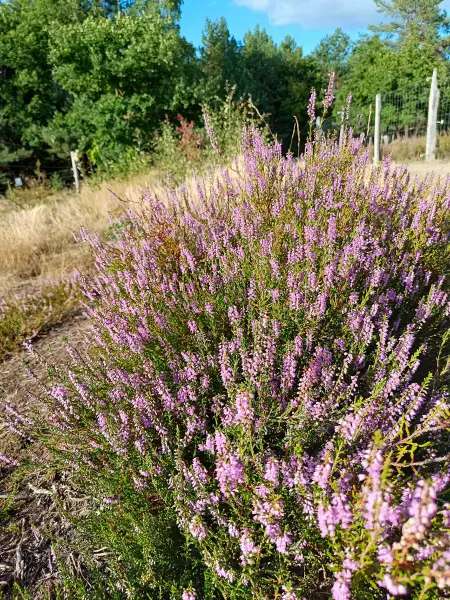 202608110-14 - Blühende Besenheide in der Schönower Heide bei Bernau, Barnimer Land, Brandenburg, Deutschland