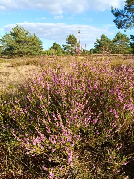 202608110-15 - Blühende Besenheide in der Schönower Heide bei Bernau, Barnimer Land, Brandenburg, Deutschland