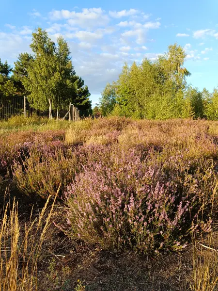 202608110-22 - Blühende Besenheide in der Schönower Heide bei Bernau, Barnimer Land, Brandenburg, Deutschland