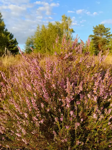 202608110-23 - Blühende Besenheide in der Schönower Heide bei Bernau, Barnimer Land, Brandenburg, Deutschland