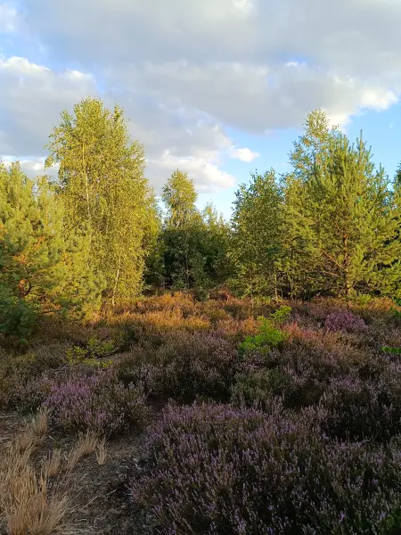 202608110-24 - Blühende Besenheide in der Schönower Heide bei Bernau, Barnimer Land, Brandenburg, Deutschland