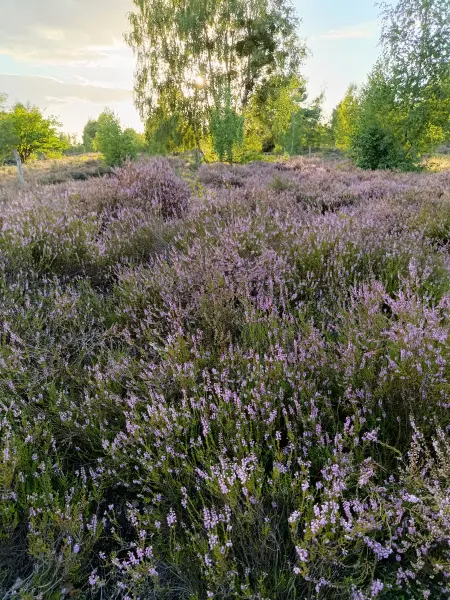202608110-25 - Blühende Besenheide in der Schönower Heide bei Bernau, Barnimer Land, Brandenburg, Deutschland