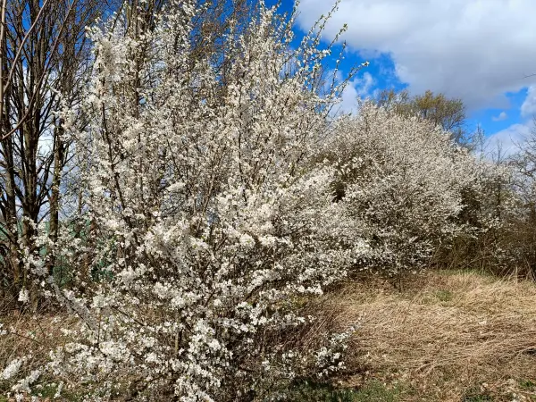 202604060-20 - Blühende Obstgehölze bei Blankenfelde, Berlin, Deutschland